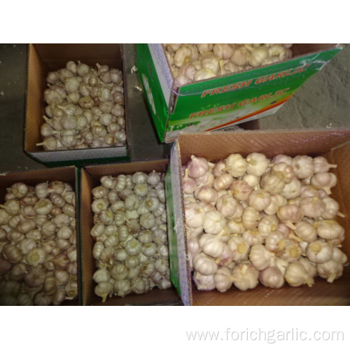 Normal Garlic In Size 5.0